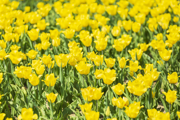 青空と晴れた春の日に花畑に咲くカラフルな新鮮な黄色オランダ チューリップのクローズ アップ - 写真・画像