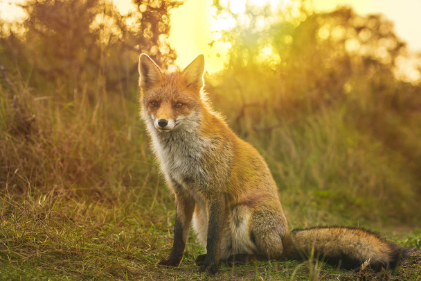 Wild young red fox (vulpes vulpes) vixen scavenging in a forest and dunes during sunset - Photo, Image