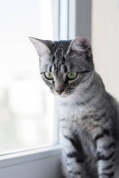 Porträt der ägyptischen Katze mau Kätzchen auf weiß. graue Haarfarbe und grüne Augen - Foto, Bild
