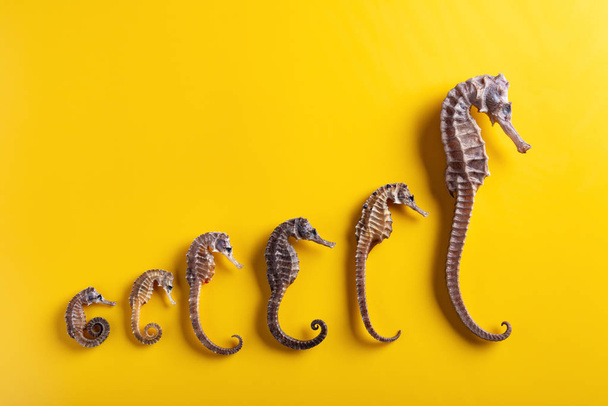 small to giant sizes dried seahorses line up on yellow background - Photo, Image