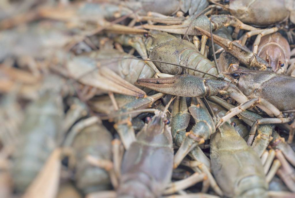 Langusten. Krebs. gekochte Krabben zum Essen. Selektiver Fokus. - Foto, Bild