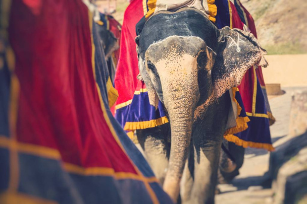 Διακοσμημένα ελέφαντες σε Jaleb Chowk στο Amber Fort στο Jaipur, Ινδία. Βόλτες με ελέφαντα είναι δημοφιλές τουριστικό αξιοθέατο. Επιλεκτική εστίαση. - Φωτογραφία, εικόνα