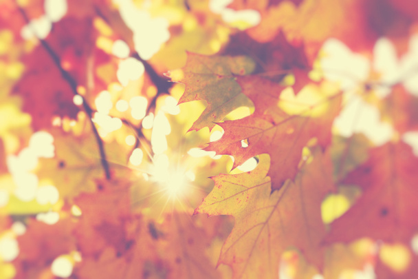 El otoño sale en el parque hermoso otoñal. Enfoque selectivo
. - Foto, imagen