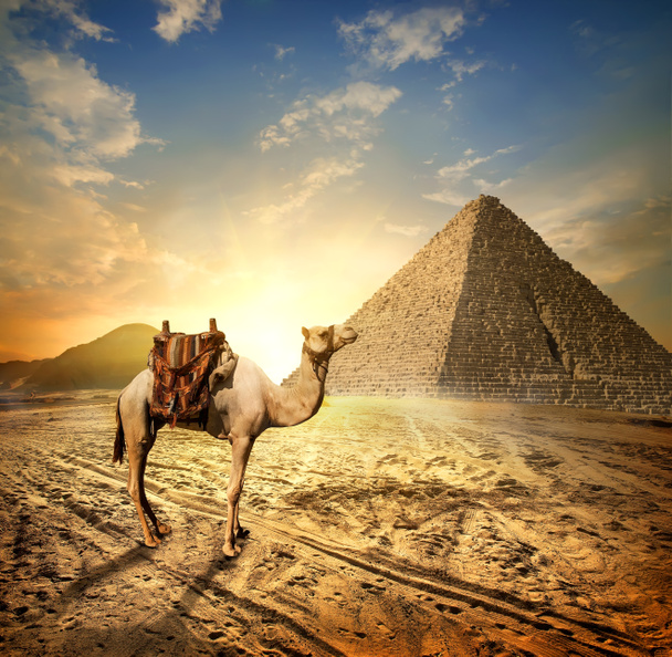 Kamel in der Wüste Ägyptens - Foto, Bild