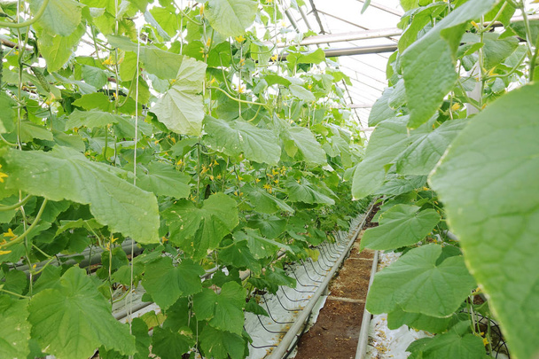 Fresh green cucumbers in the industrial greenhouse.Natural and organic ingredients for a healthy diet. - Valokuva, kuva