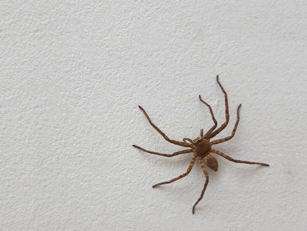 павук ізольований на фоні цементної підлоги
 - Фото, зображення