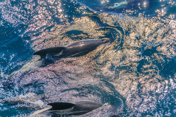 Μακρά πτερύγια πιλοτικά φάλαινες στον Νότιο Ατλαντικό Ωκεανό - Φωτογραφία, εικόνα