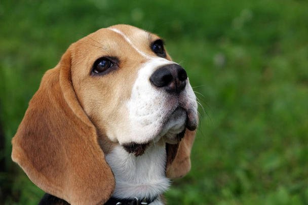 Όμορφη τρι-χρώματος Beagle κουτάβι Αγγλικά. Συνεδρίαση για το πράσινο γρασίδι. Μπιγκλ είναι μια φυλή της μικρά κυνηγόσκυλα. - Φωτογραφία, εικόνα