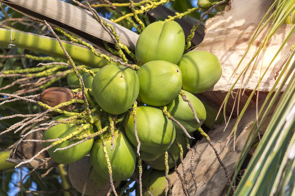 Kokosnoot boom met veel fruit - Foto, afbeelding