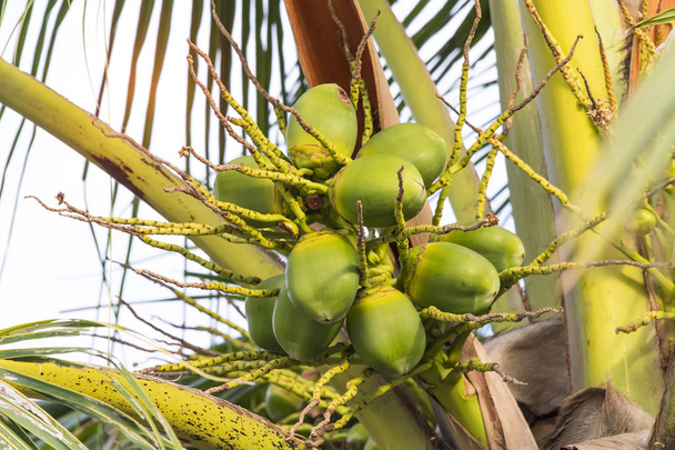 Árbol de coco con muchas frutas - Foto, Imagen