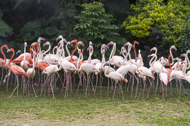 Flamingo birds standing in lake - Photo, Image