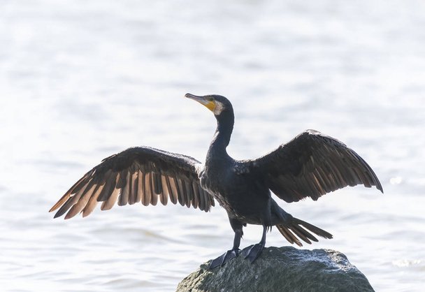 Cormorant Black cormorant playing in water - Photo, Image