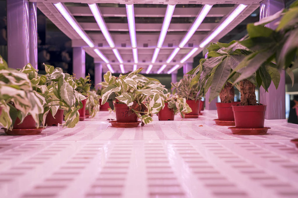 Diavoli idroponici organici edera crescono con la luce LED Indoor Farm, Agricoltura Tecnologia
 - Foto, immagini