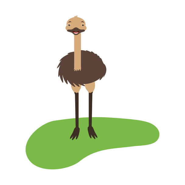 emu fauna sobre fondo blanco
 - Vector, Imagen