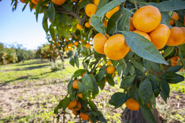 Fresh tangerine tree in garden. Agriculture concept photo.  - Photo, Image