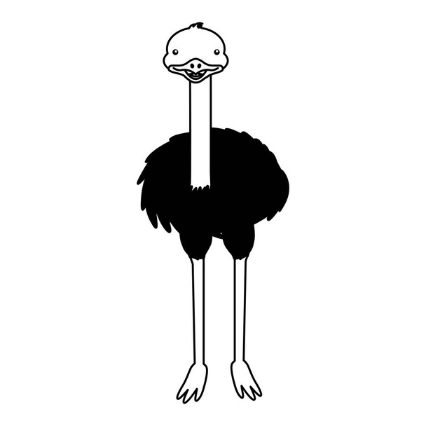 emu fauna sobre fondo blanco
 - Vector, imagen