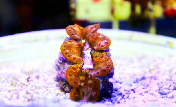 Озил Clam Gold - Tridacna maxima
  - Фото, изображение