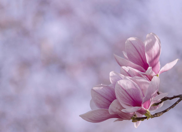 Kwiatów magnolii, kwitnące wiosną. Gładkiej stonowanych. Płytkiej głębi. Tło z życzeniami. Poziomy tła.  - Zdjęcie, obraz