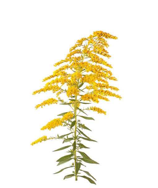 Stem with leaves and yellow flowers of goldenrod (probably Solidago canadensis or S. altissima) isolated against a white background - Photo, Image