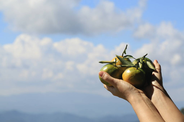 Hände halten grüne Mandarinen gegen Berglandschaft - Foto, Bild