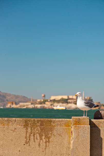 Seagull sitting on wall with Alcatraz in the background. San Fra - Φωτογραφία, εικόνα