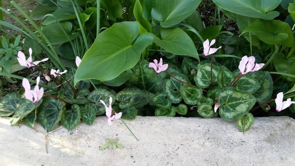 The beautiful Cyclamen flower in garden - Photo, Image
