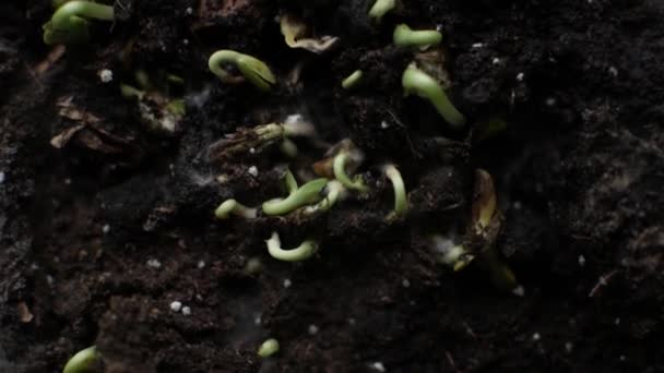 frische grüne Pflanzen und Samen wachsen - Filmmaterial, Video