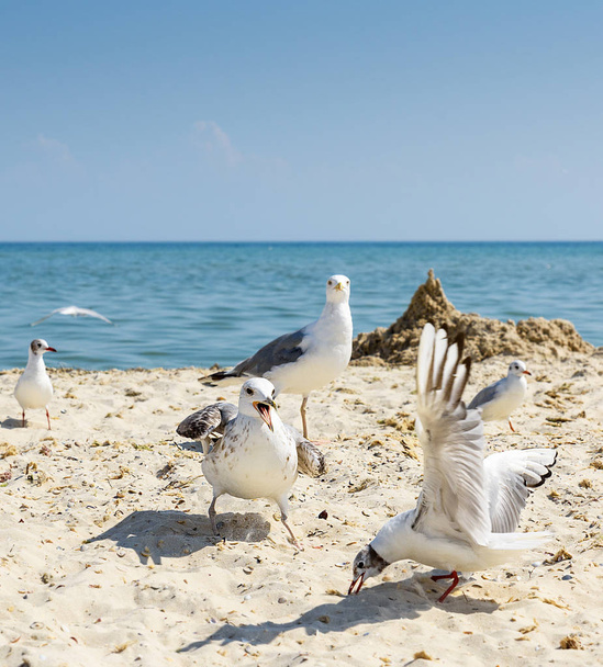 flock of seagulls on the beach on a summer sunny day, Ukraine, Black Sea - Photo, Image