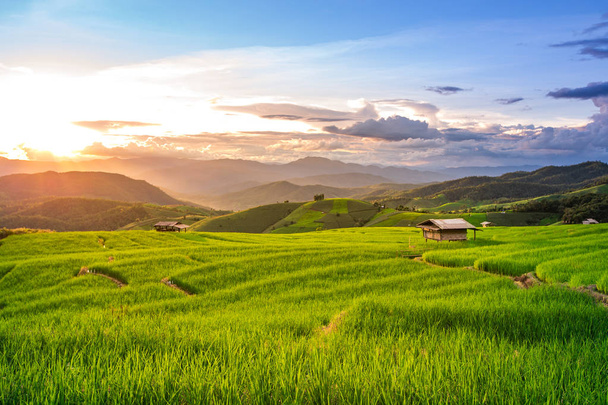 Beautiful sunset over the paddy fields in Pa Pong Pieng, Mae Chaem, Chiang Mai, Thailand
. - Фото, изображение