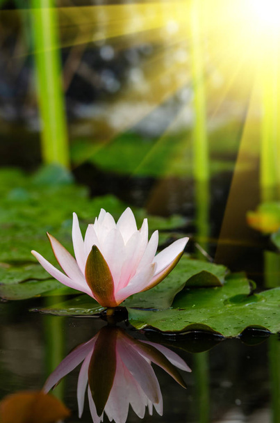 beautiful lotus flower close up - Fotó, kép
