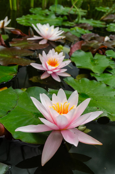 beautiful lotus flower close up - Фото, изображение