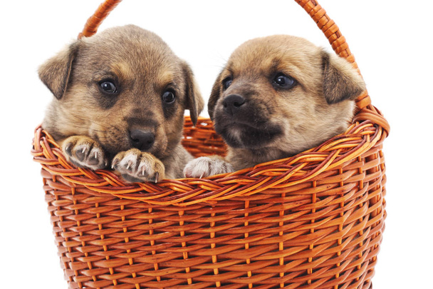 Puppies in a basket isolated on a white background. - Foto, imagen