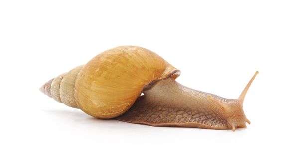 Een grote snaill geïsoleerd op een witte achtergrond. - Foto, afbeelding
