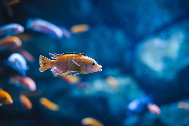 Kleurrijke tropische vissen zwemmen rond de tropische eiland van Nusa Penida, Bali. Een gedetailleerde weergave van de verbazingwekkende onderwaterwereld. Vissen op de achtergrond. - Foto, afbeelding