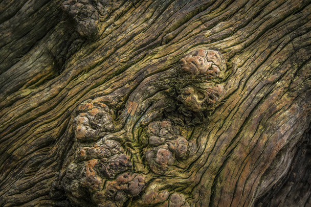 El tronco del árbol textura y forma únicas
 - Foto, Imagen