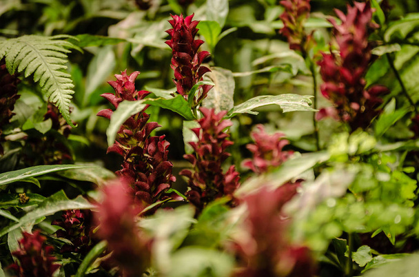 Costus сім'ї типовий квітка з тропічних Бразильський Флореста та фауна культивується в конкретний сад - Фото, зображення