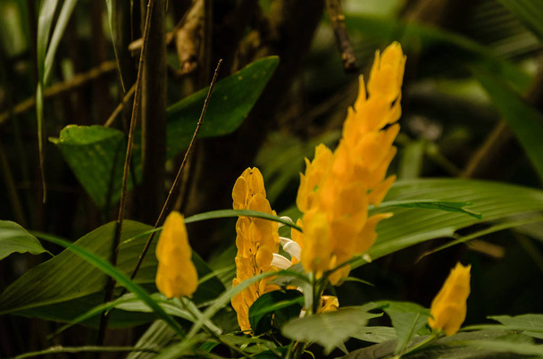 Tropik Brezilya florest ve belirli bir bahçede ekili fauna tipik çiçek - Fotoğraf, Görsel