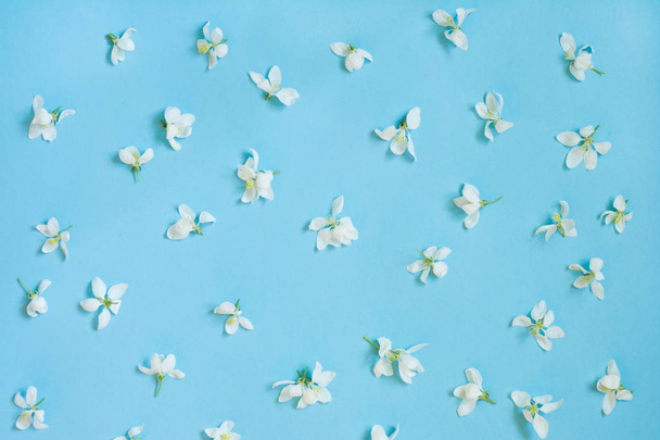 Creative pattern of white spring flower on blue. Spring concept. Flat lay. - Foto, imagen