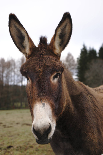 Portret van een brown-nosed ezel met witte neus, met grote oren - Foto, afbeelding