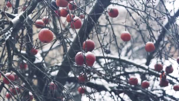 Lichte wind schudt de takken met rode appels fruit nog op boom met vorst tegen Wit besneeuwde achtergrond. Frosen appels in rijm zijn opknoping op een boom in de tuin. - Video