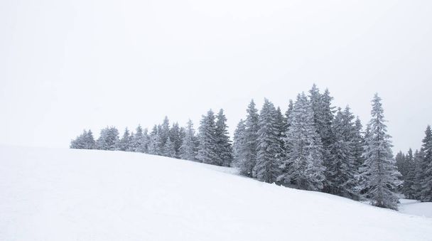 松の木と雪に覆われた丘の冬の森のシーン  - 写真・画像