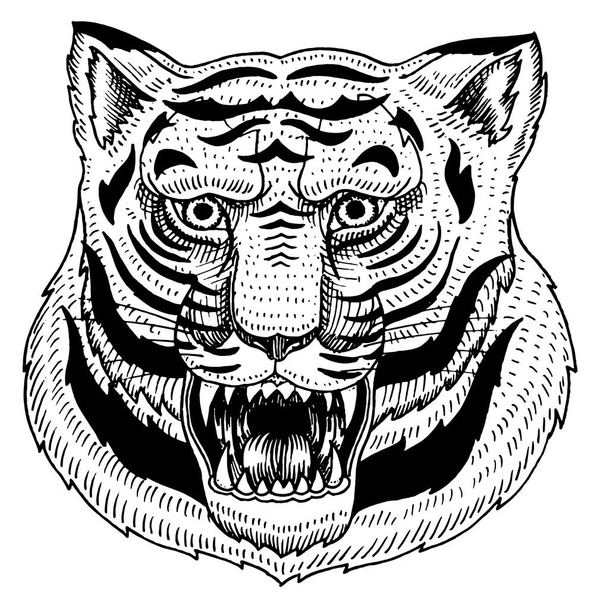 Jefe del depredador de animales salvajes. Cara de tigre asiático. Retratos de estilo japonés. Dibujado a mano grabado monocromo antiguo boceto para logotipos retro. De cerca.
. - Vector, Imagen