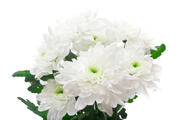 白い背景で隔離の菊の花束 - 写真・画像