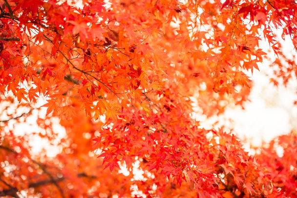 Hermoso árbol de hoja de arce rojo y verde en temporada de otoño
 - Foto, imagen