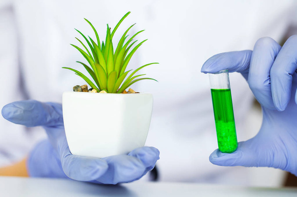 医学。自然有機医学医療、代替植物医学、モルタル ・実験用ガラス器具のハーブの抽出 - 写真・画像