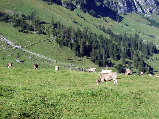 alpines Gebirgstal mit saisonalen Viehweiden, urner boden - Kanton uri, Schweiz - Foto, Bild