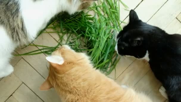 Három macska eszik friss zöld fű - Felvétel, videó