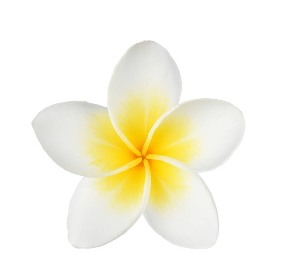 Frangipani flower isolated on white background - Photo, Image