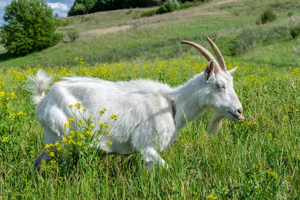 Cabra blanca doméstica en el pasto en un día de verano
 - Foto, imagen