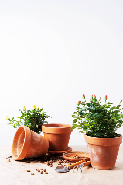 Mini Roses in ceramic flower pots and gardening tools  - Foto, afbeelding